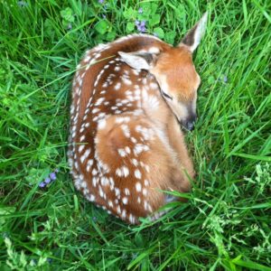 fawn in grass