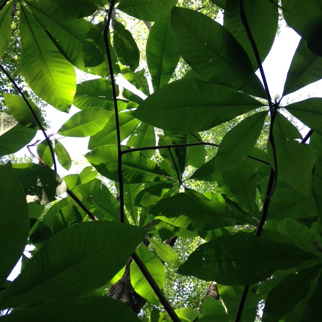 light and trees