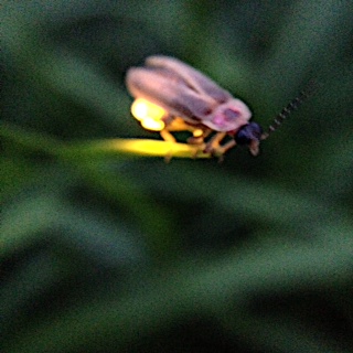 lightning bug