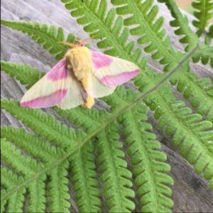 pink yellow moth