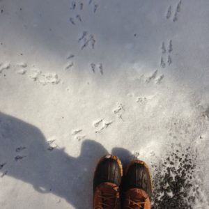 snowy-bird-footprints.jpg