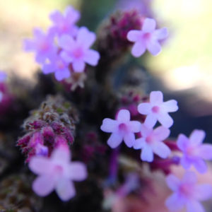 tiny-flowers