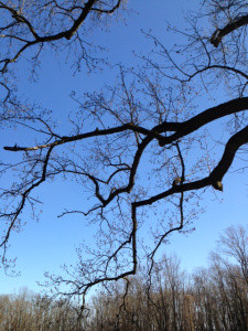 tree-branches